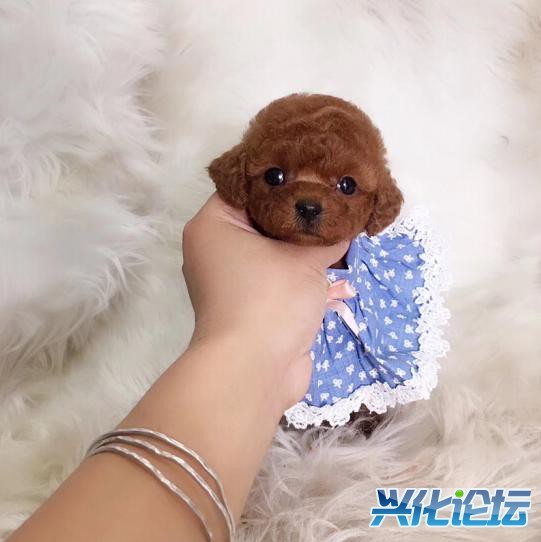 QQͼƬ20190104202426_gaitubao_com_jpg.jpg