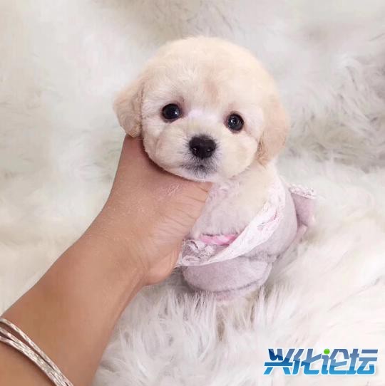 QQͼƬ20190104202422_gaitubao_com_jpg.jpg