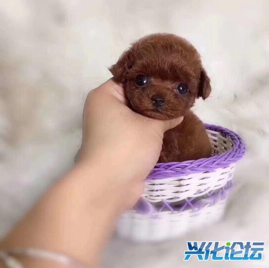 QQͼƬ20190104202428_gaitubao_com_jpg.jpg
