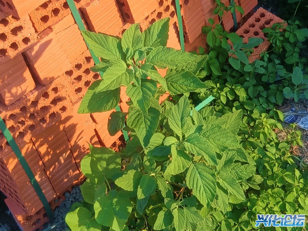 IMG_20250707_174922.jpg