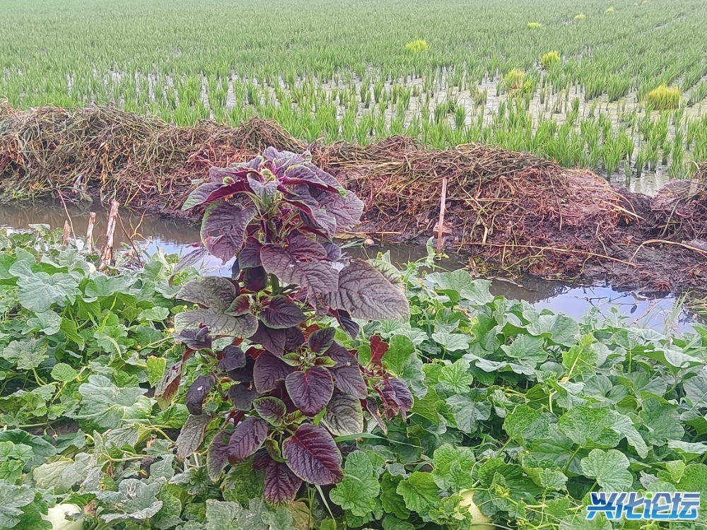 IMG_20250708_175038.jpg