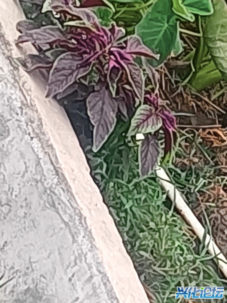 IMG_20250708_183232.jpg